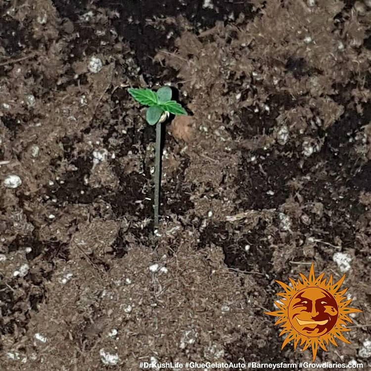 Barney's Farm Glue Gelato Auto