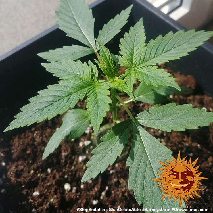 Barney's Farm Glue Gelato Auto