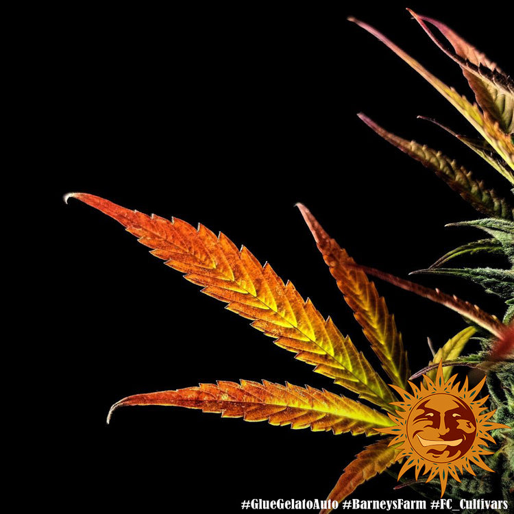 Barney's Farm Glue Gelato Auto