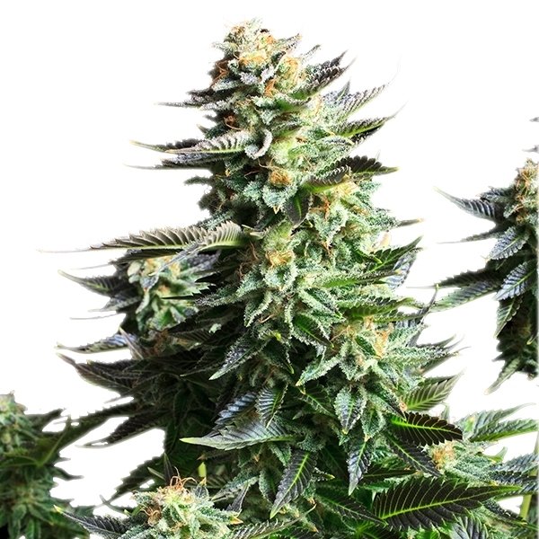 Royal Queen Seeds Amnesia Haze feminisiert