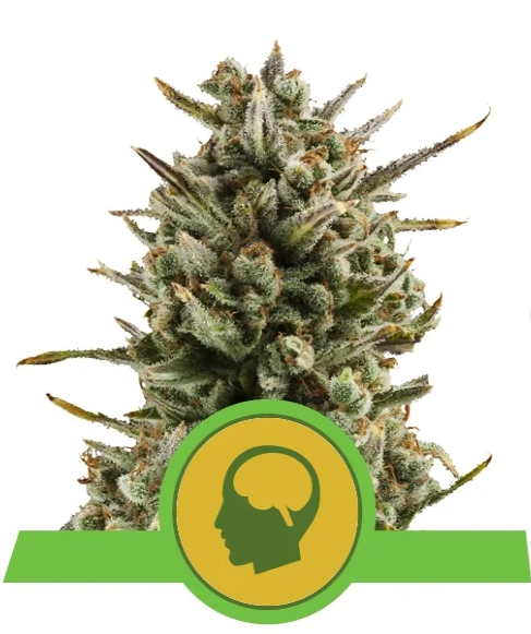 Royal Queen Seeds Amnesia Haze Automatic