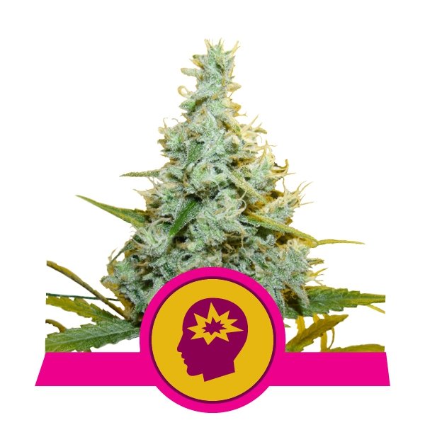 Royal Queen Seeds AMG Feminisiert