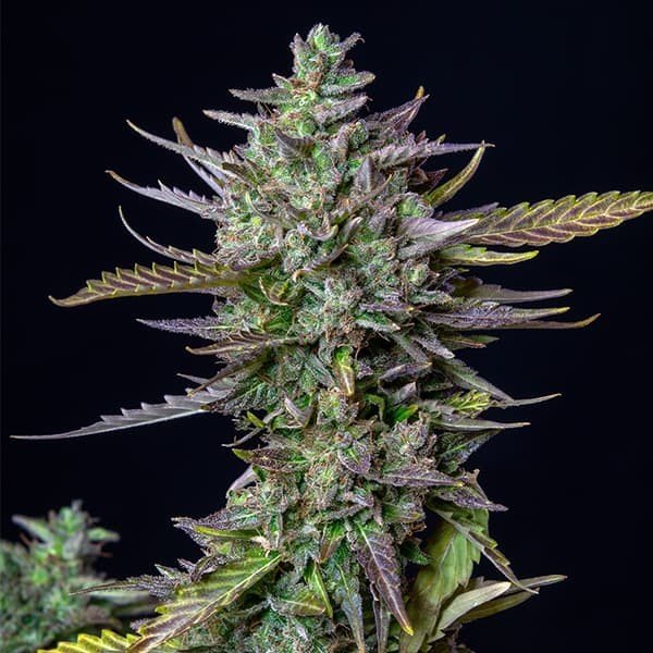 Royal Queen Seeds Blue Cheese Automatic