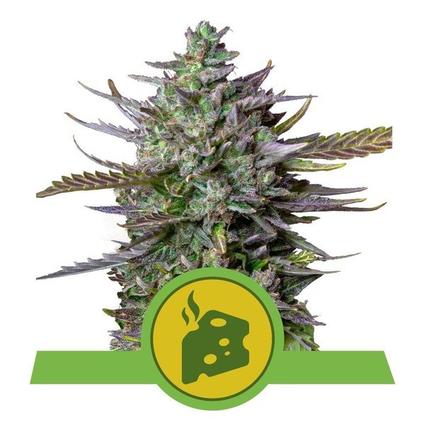 Royal Queen Seeds Blue Cheese Automatic