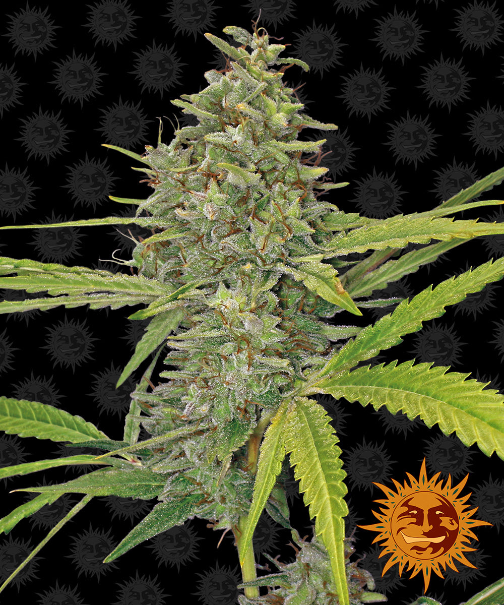 Barney's Farm G13 Haze Feminisiert