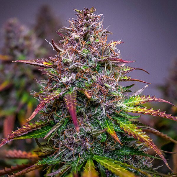 Royal Queen Seeds Bubble Kush Automatic