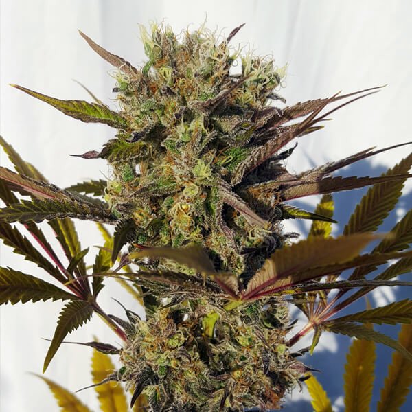Royal Queen Seeds Blue Mystic Feminisiert