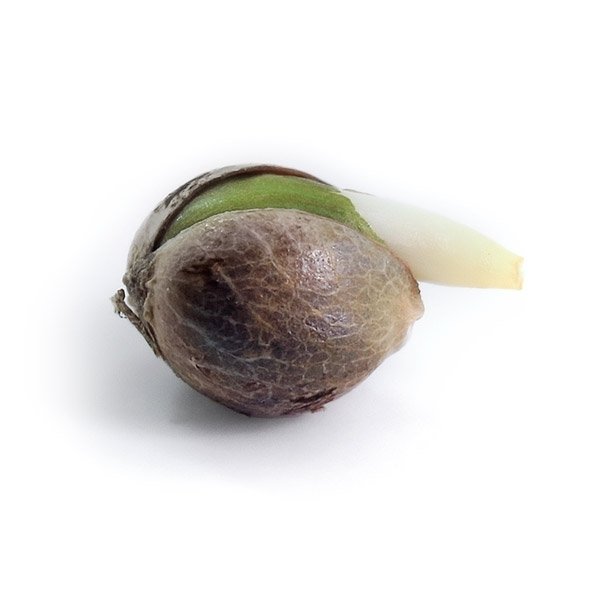 Royal Queen Seeds Royal Cheese Automatic