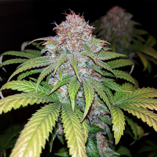 Royal Queen Seeds Fat Banana feminisiert