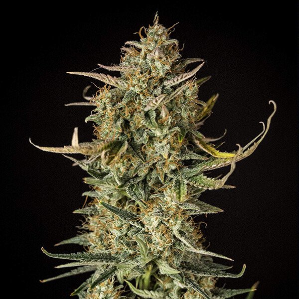 Royal Queen Seeds Fat Banana Automatic