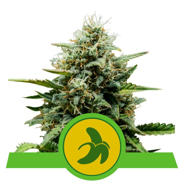 Royal Queen Seeds Fat Banana Automatic
