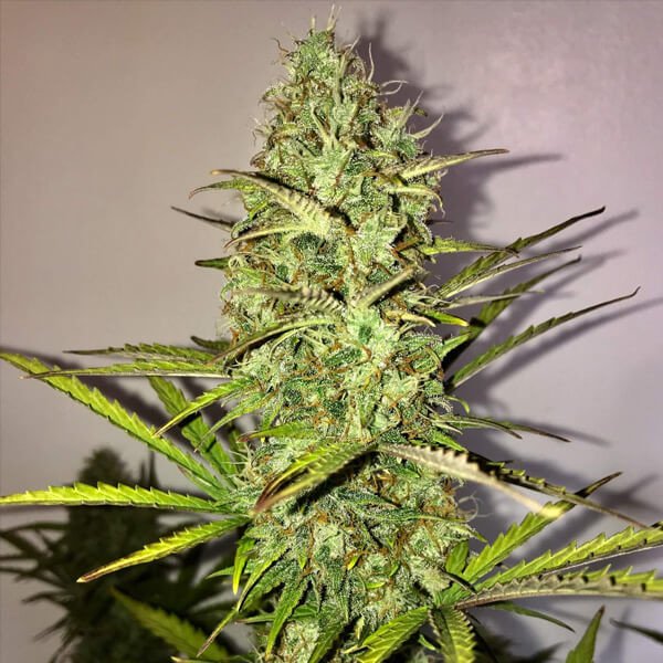 Royal Queen Seeds Fast Eddy Automatic CBD