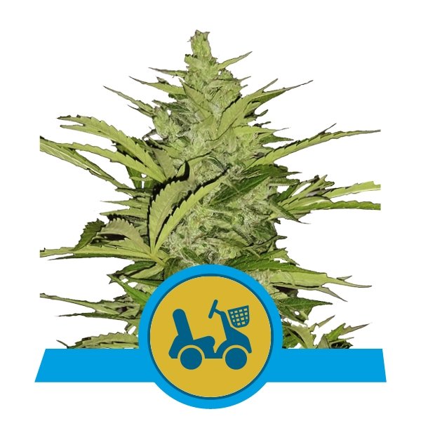 Royal Queen Seeds Fast Eddy Automatic CBD