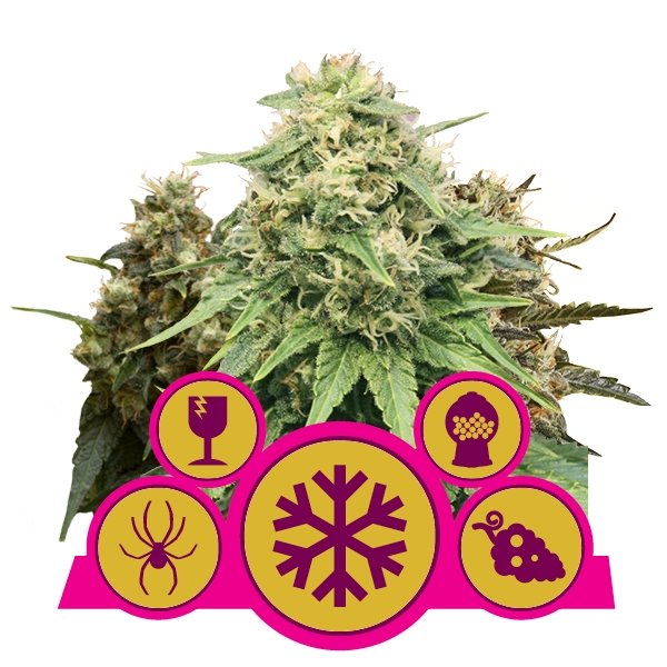 Royal Queen Seeds Feminisiert Mix Feminisiert