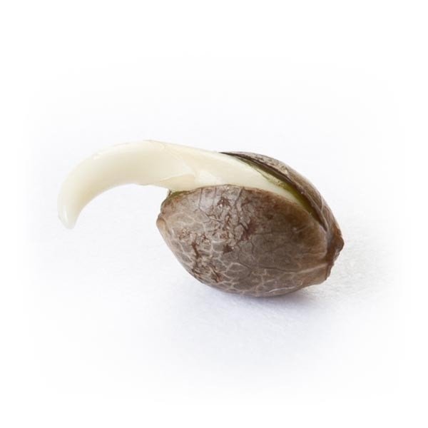 Royal Queen Seeds Feminisiert Mix Feminisiert