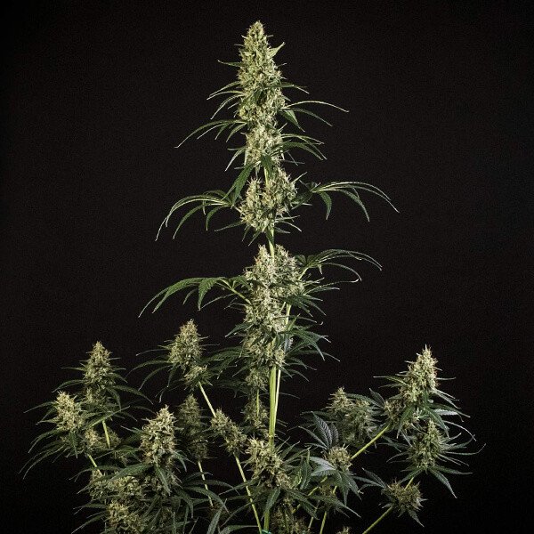 Royal Queen Seeds Hulkberry Automatic