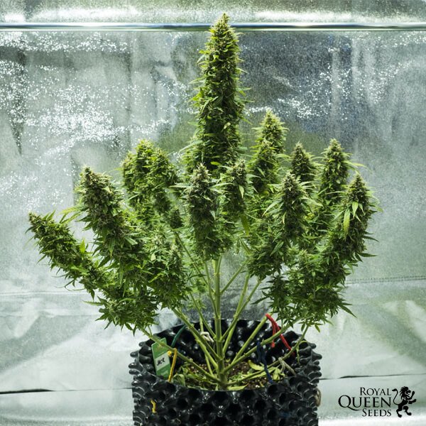 Royal Queen Seeds Royal Jack Automatic