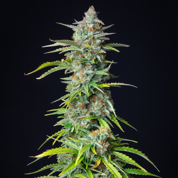 Royal Queen Seeds Northern Light Automatic