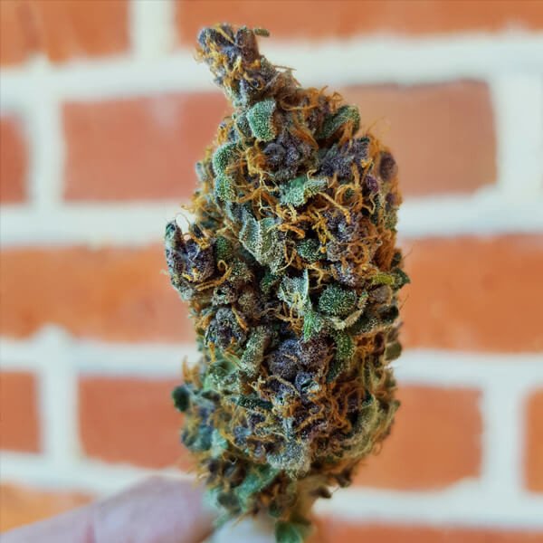 Royal Queen Seeds Purple Queen feminisiert