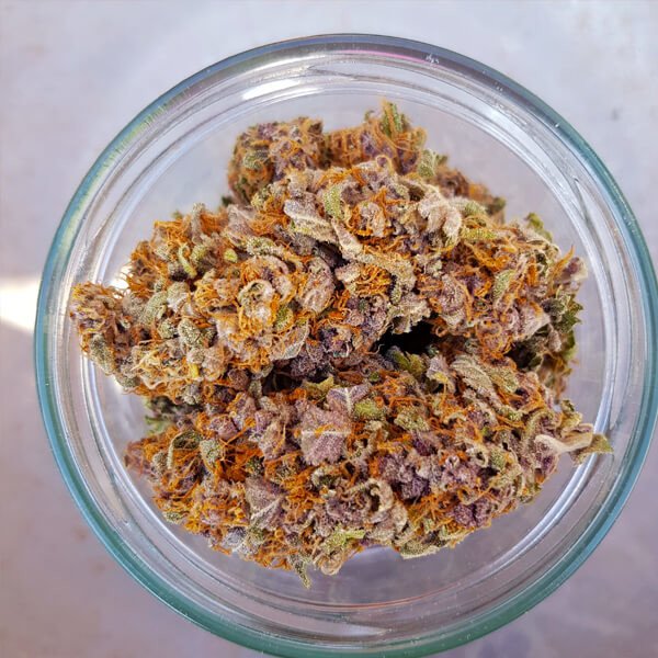 Royal Queen Seeds Purple Queen feminisiert