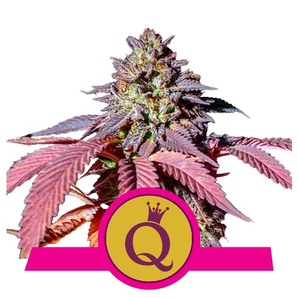 Royal Queen Seeds Purple Queen feminisiert