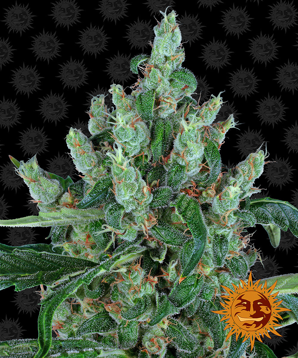 Barney's Farm Laughing Buddha Feminisiert