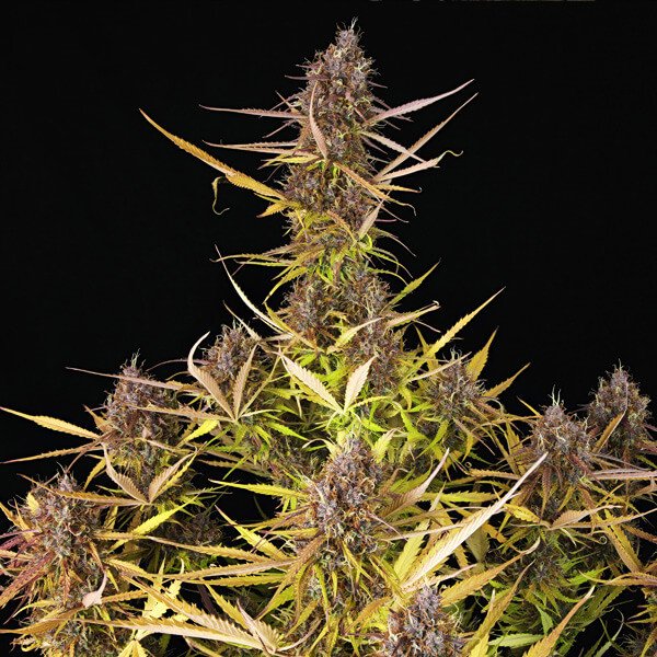 Royal Queen Seeds Purple Queen Automatic