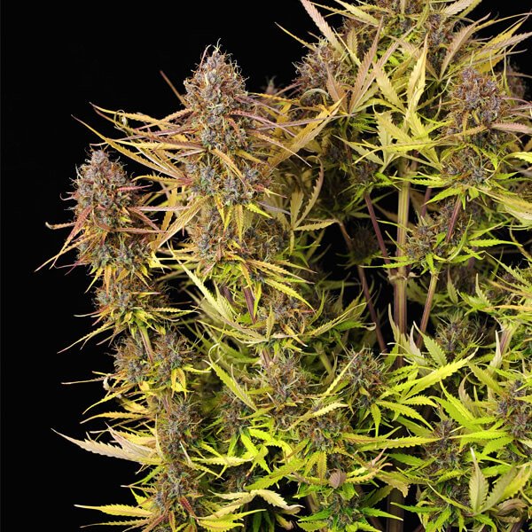 Royal Queen Seeds Purple Queen Automatic