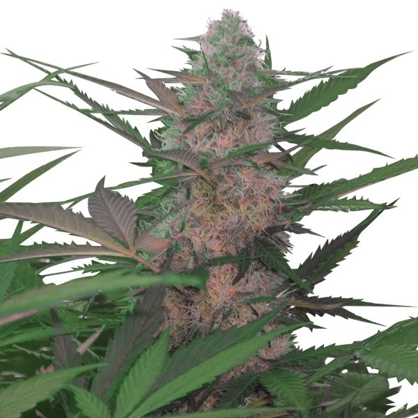 Royal Queen Seeds Royal AK Automatic Feminisierte Autoflower