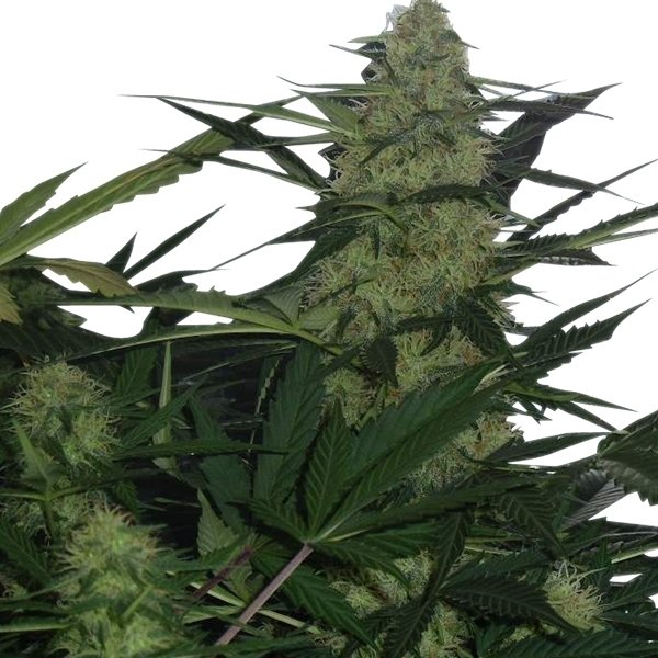 Royal Queen Seeds Royal AK Automatic Feminisierte Autoflower