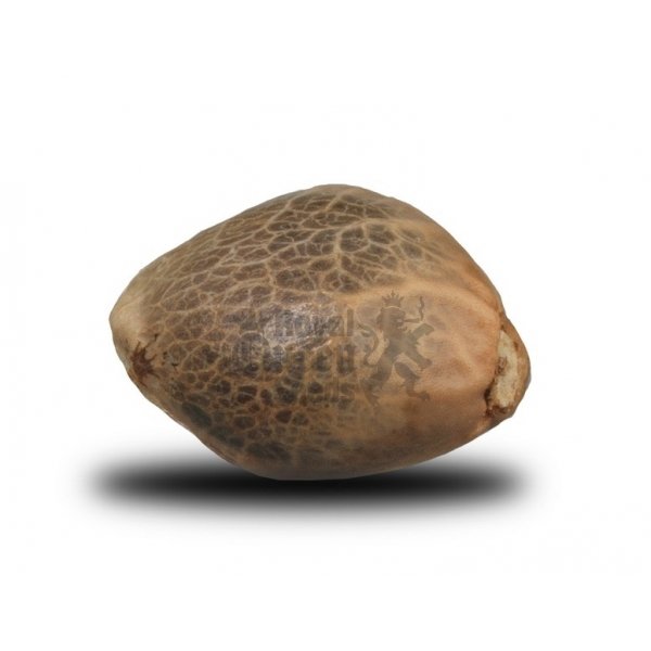 Royal Queen Seeds Royal Bluematic Automatic