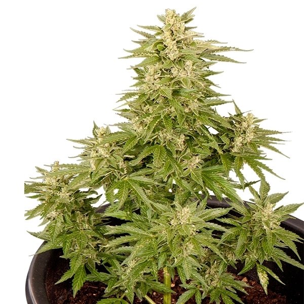 Royal Queen Seeds Royal Critical Automatic