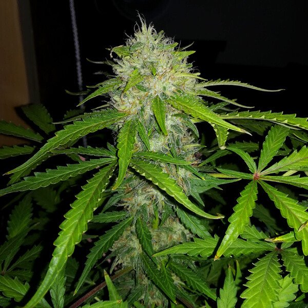 Royal Queen Seeds Royal Dwarf Auto