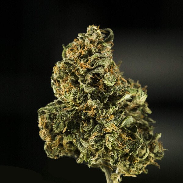 Royal Queen Seeds Royal Dwarf Auto