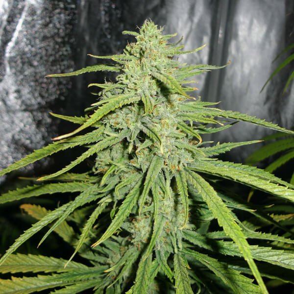 Royal Queen Seeds Royal Highness feminisiert
