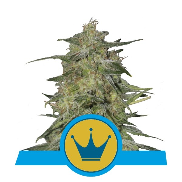 Royal Queen Seeds Royal Highness feminisiert