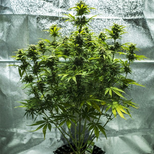 Royal Queen Seeds Royal Haze Automatic
