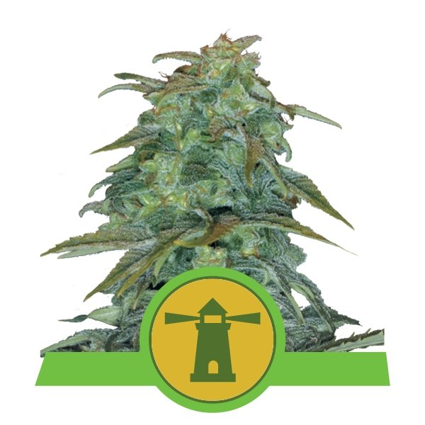 Royal Queen Seeds Royal Haze Automatic