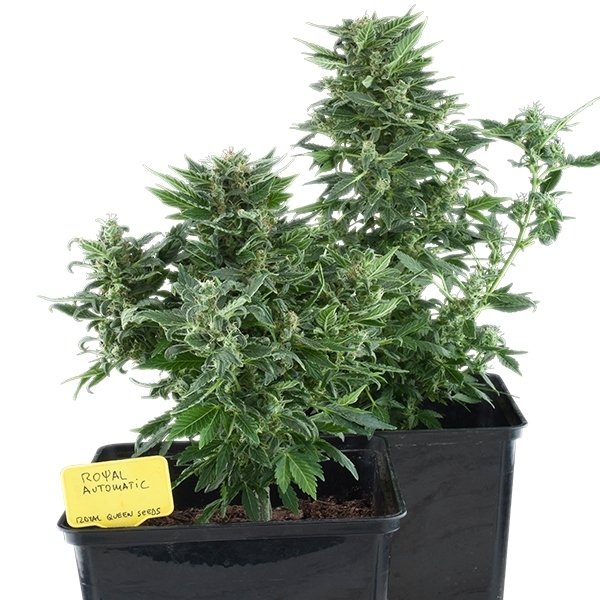 Royal Queen Seeds Royal Kush Automatic