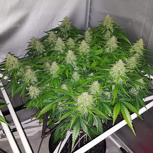 Royal Queen Seeds Royal Kush Automatic
