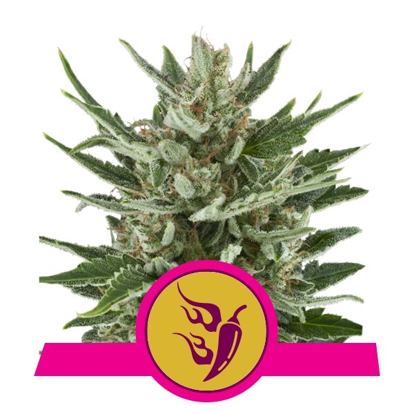 Royal Queen Seeds Speedy Chile feminisiert