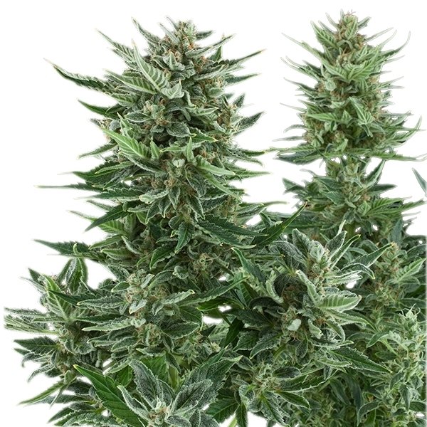 Royal Queen Seeds Easy Bud Auto
