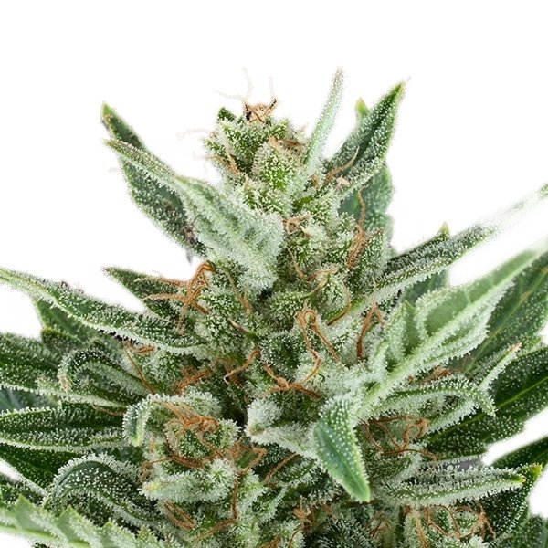 Royal Queen Seeds Easy Bud Auto