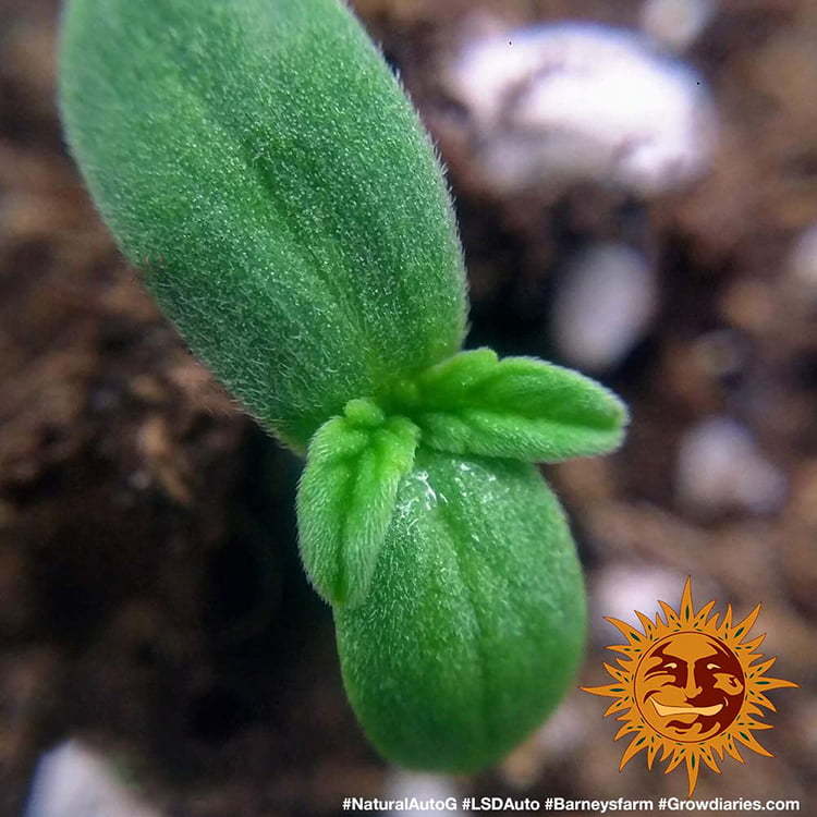 Barney's Farm LSD Auto