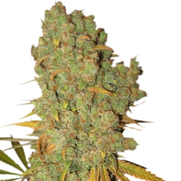 Royal Queen Seeds Special Kush #1 feminisiert