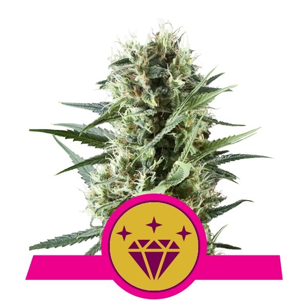 Royal Queen Seeds Special Kush #1 feminisiert