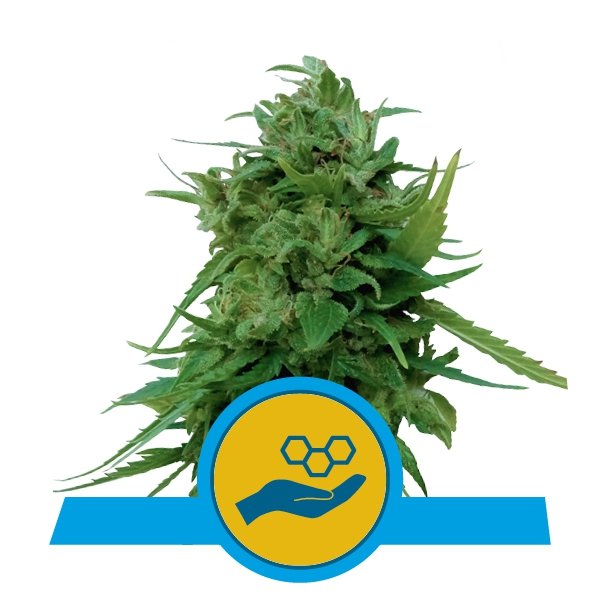 Royal Queen Seeds Solomatic Automatic