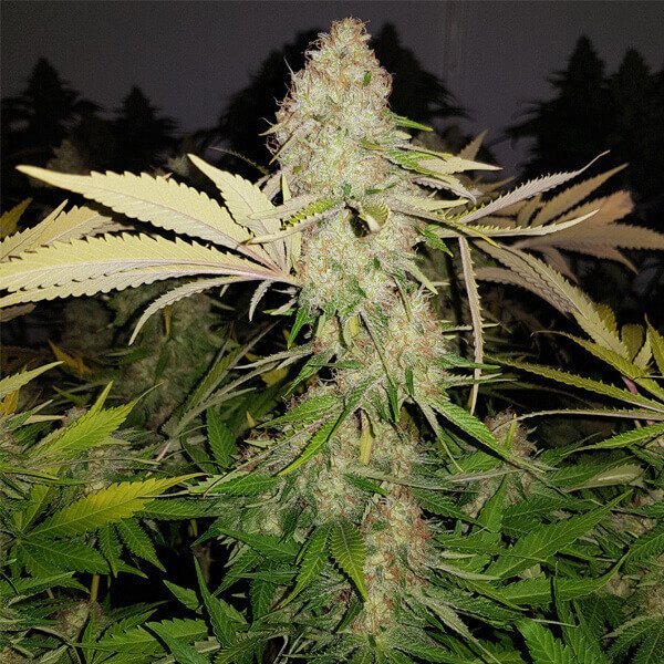 Royal Queen Seeds Special Queen #1 Feminisiert