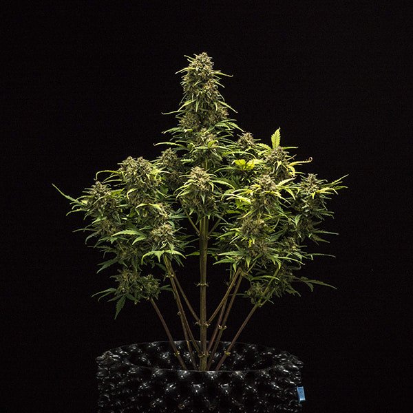 Royal Queen Seeds Sweet Skunk Automatic