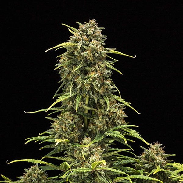 Royal Queen Seeds Sweet Skunk Automatic